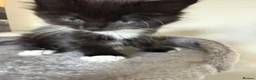 British Shorthair cats for sale: Girl Kitten - Advert 9