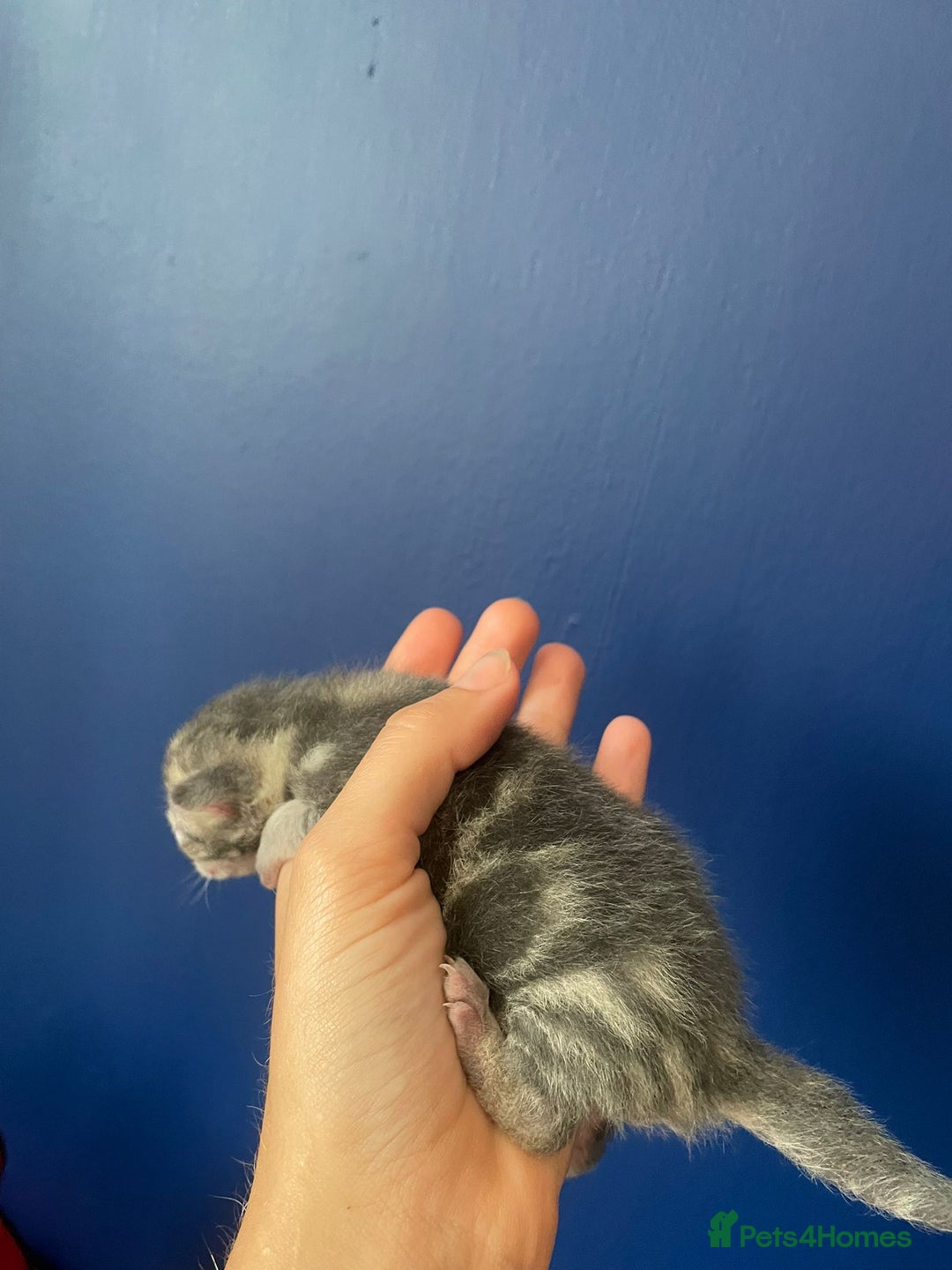 Mixed Breed cats for sale: Mixed breed ragdoll & tabby kittens - Image 6