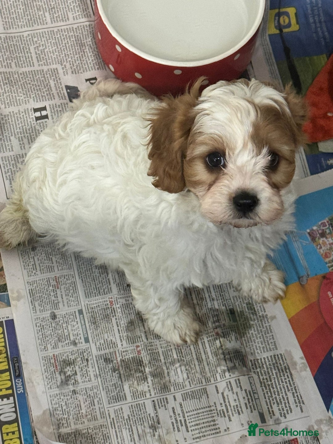 Cavapoo dogs for sale: 2 cheeky Male Cavapoo pups - Advert 7