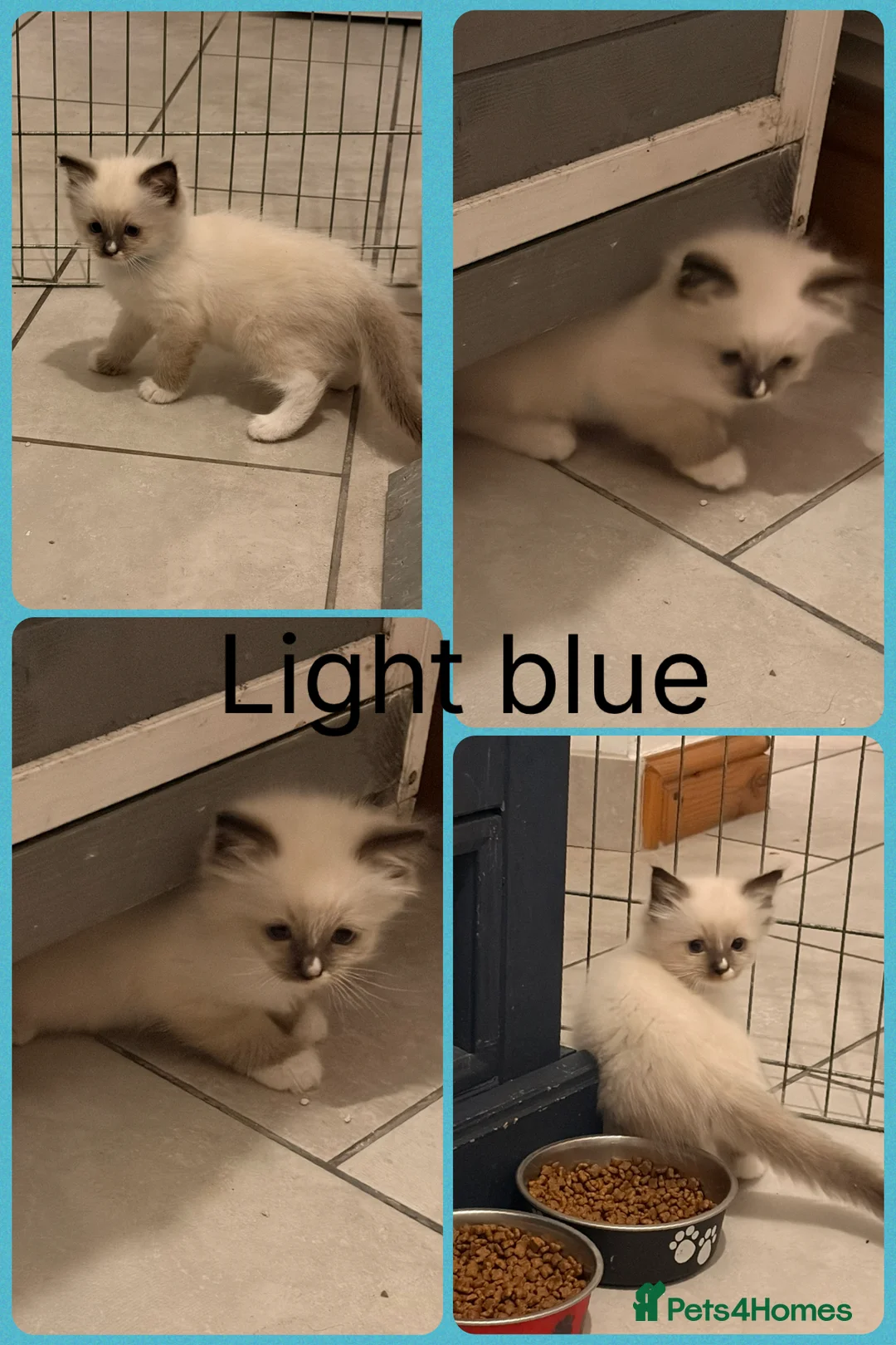 Ragdoll cats for sale: Ragdoll Kittens  - Advert 2