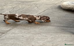 Miniature Dachshund dogs for sale: READY NOW - short haired miniature dachshunds  - Image 8