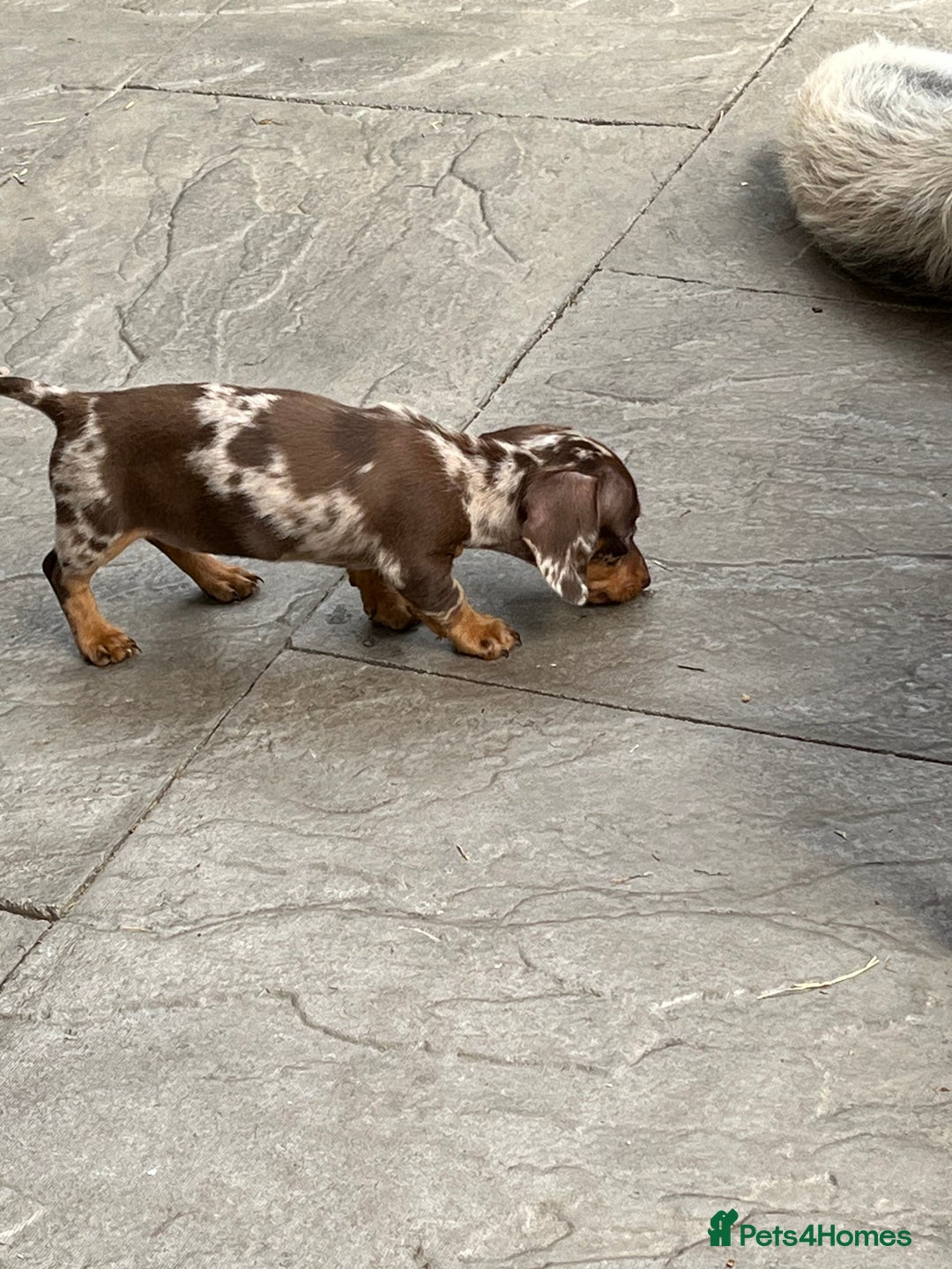 Miniature Dachshund dogs for sale: READY NOW - short haired miniature dachshunds  - Image 8