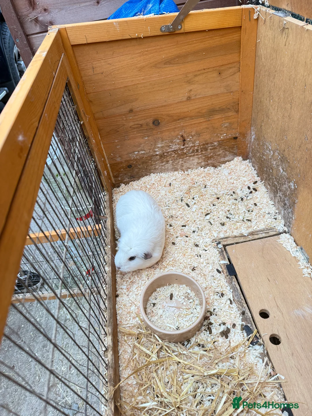 Guinea Pig rodents for sale: 3 Female Guinea Pigs - Advert 2