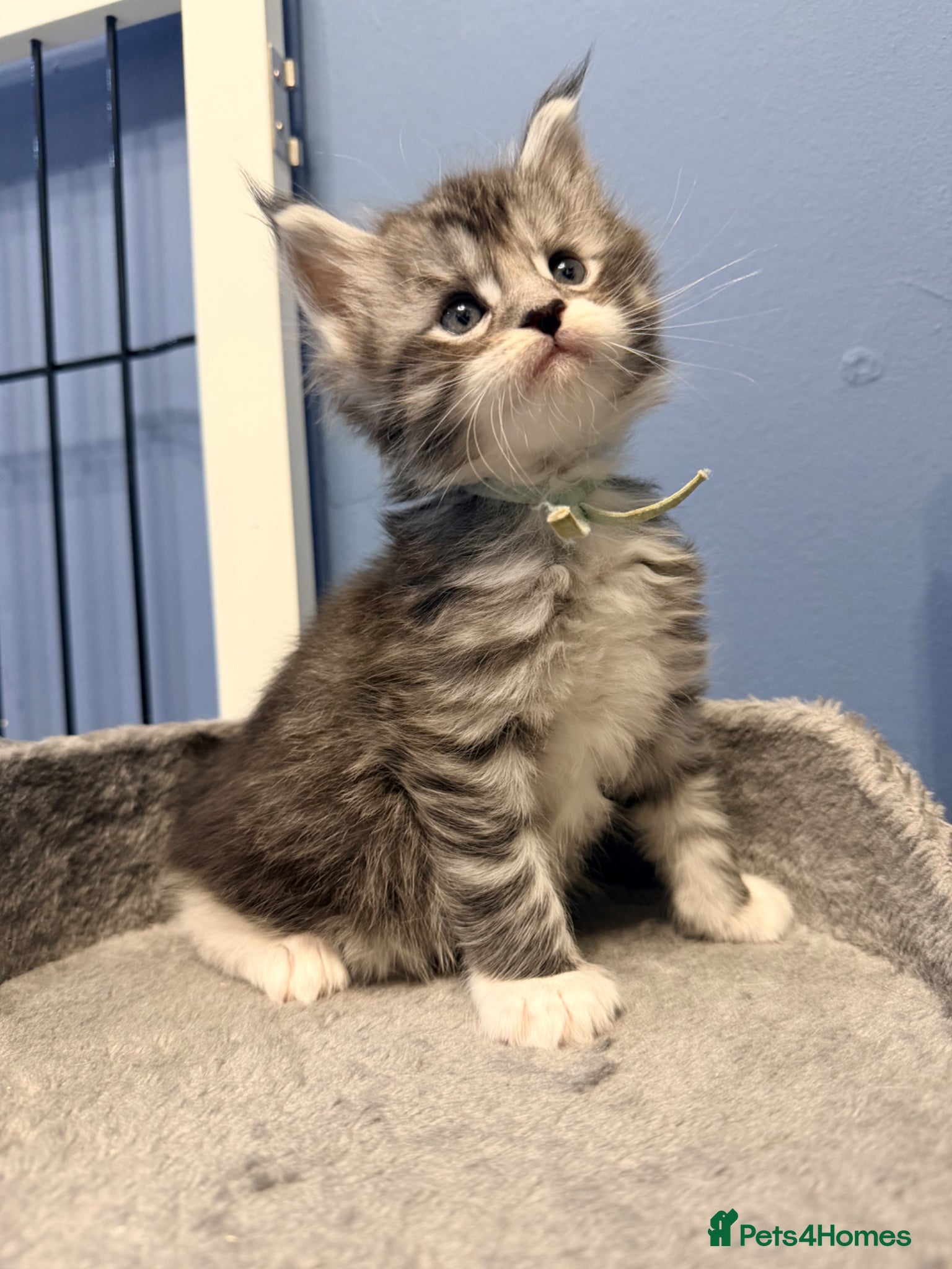 Maine Coon cats 3 gorgeous Maine Coon kittens - Advert 3