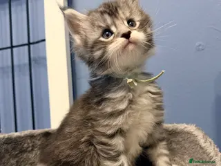 Maine Coon cats 3 gorgeous Maine Coon kittens - Advert 3