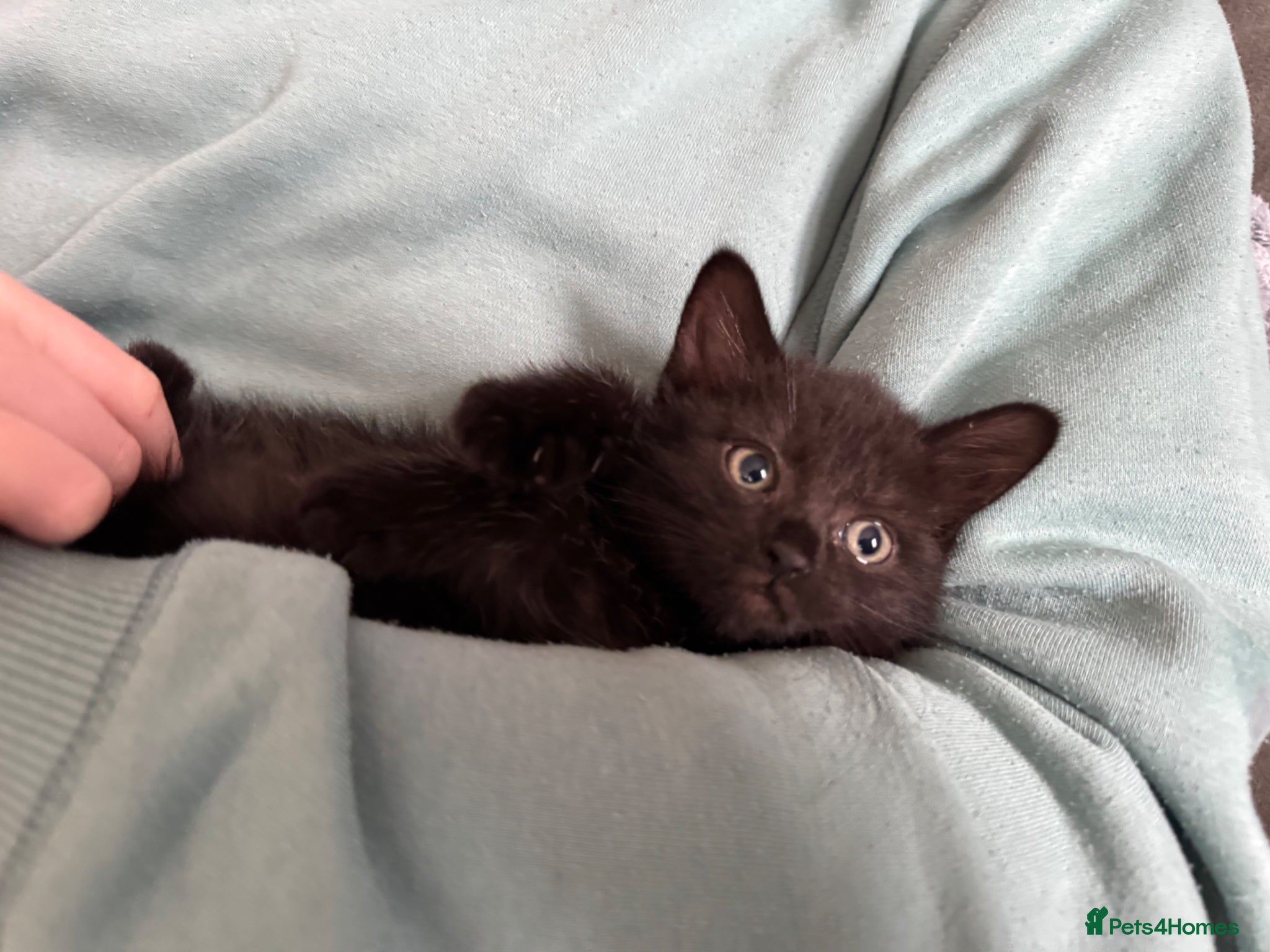 Mixed Breed cats Beautiful female Kittens - Advert 6