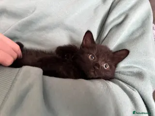 Mixed Breed cats Beautiful female Kittens - Advert 6