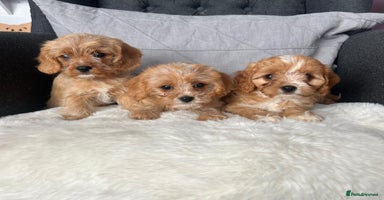 Cavapoo dogs - Advert 14
