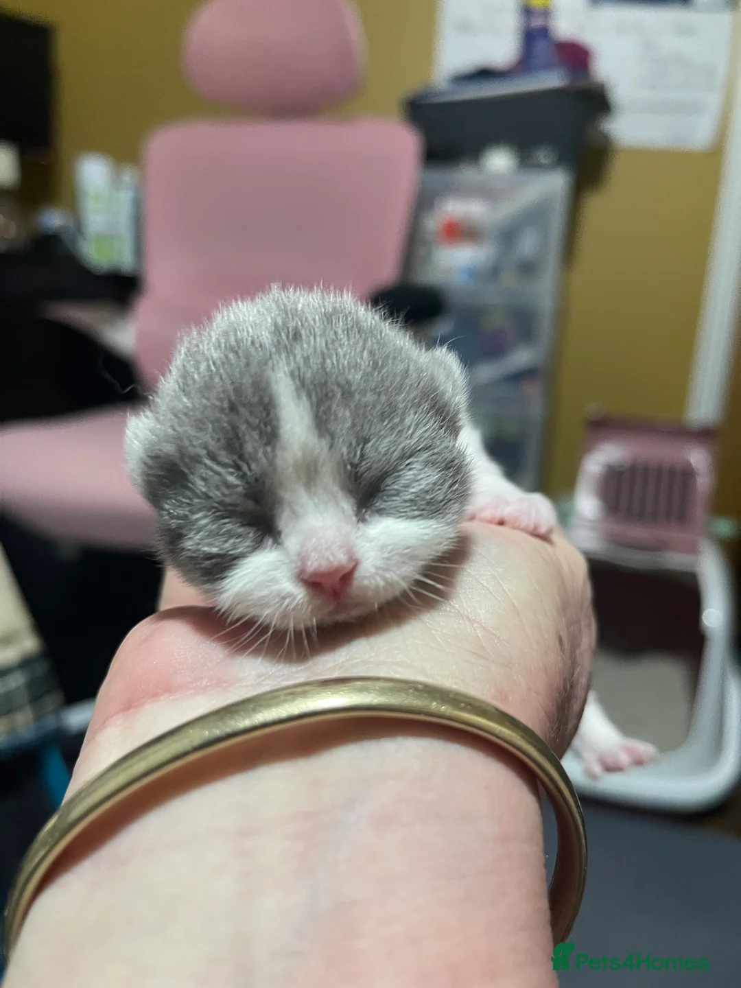 Brazilian Shorthair cats for sale: Superior BSH Kittens GCCF Reg - Advert 4