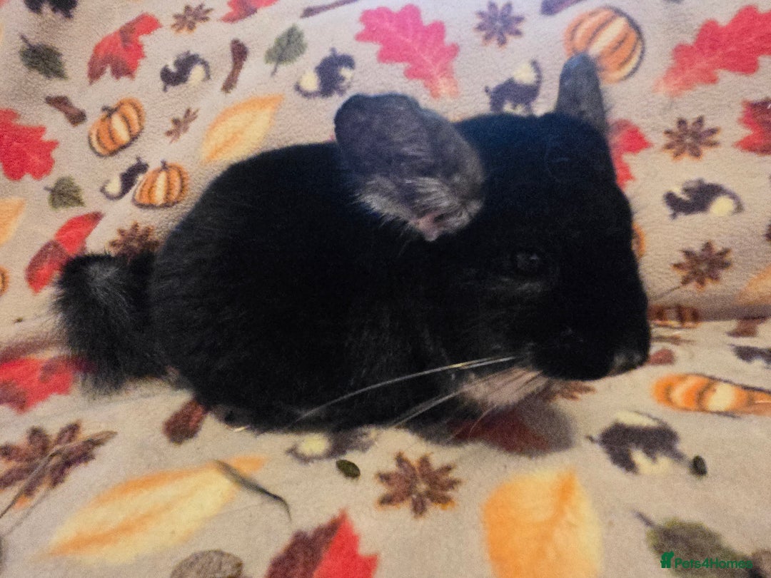 Chinchilla rodents for sale: Captain Jack Sparrow  - Image 1