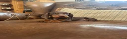 Dachshund dogs for sale: Miniature Dachshund Puppies  - Advert 3