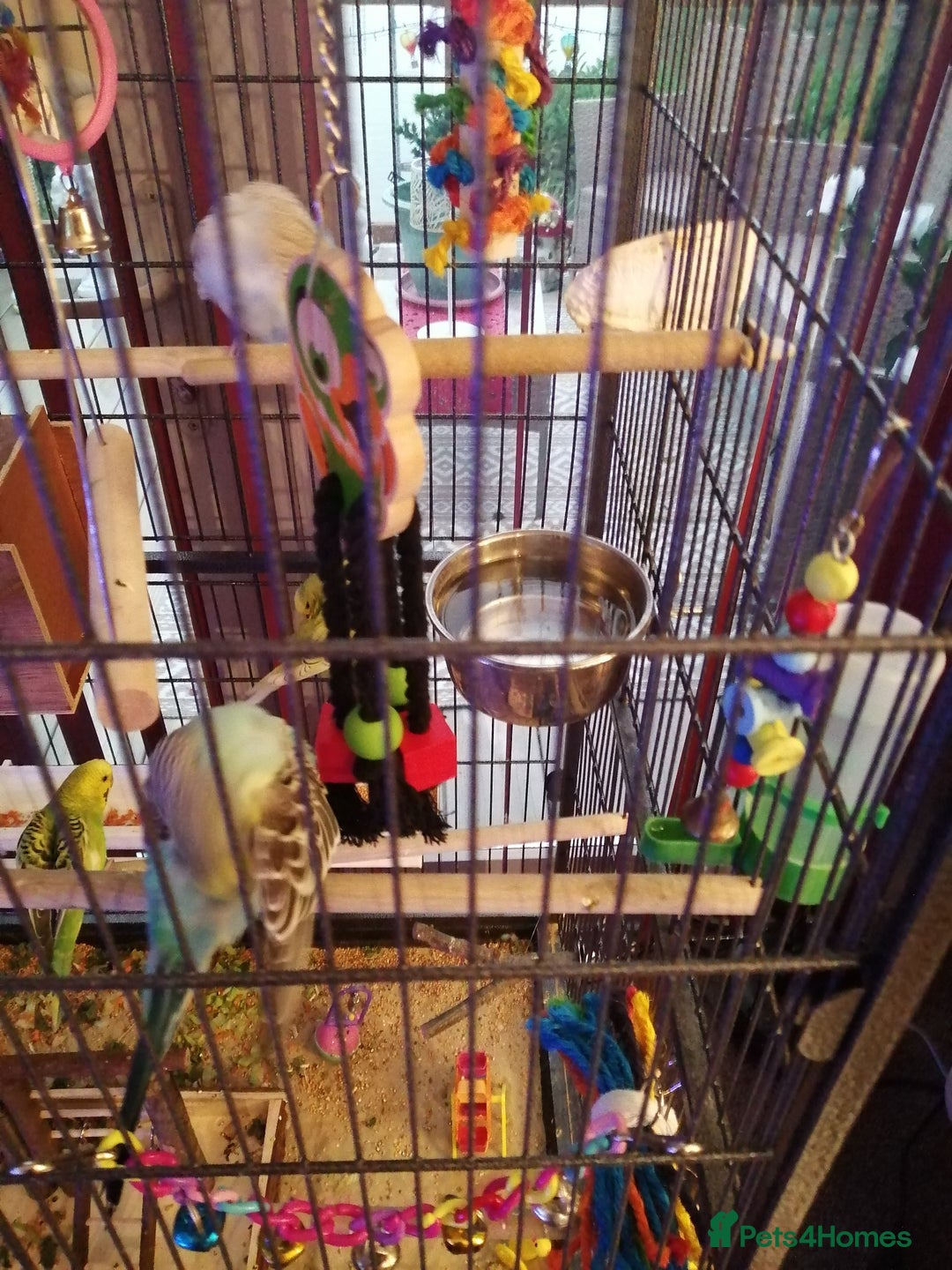 Budgerigars birds for sale: budgies for sale - Advert 10