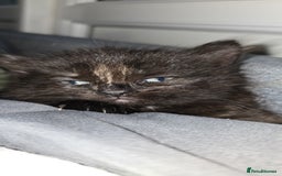 Maine Coon cats for sale: Amazing Mainecoon - Advert 3