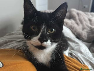 Mixed Breed cats 6m Female kitten looking for forever home - Advert 4