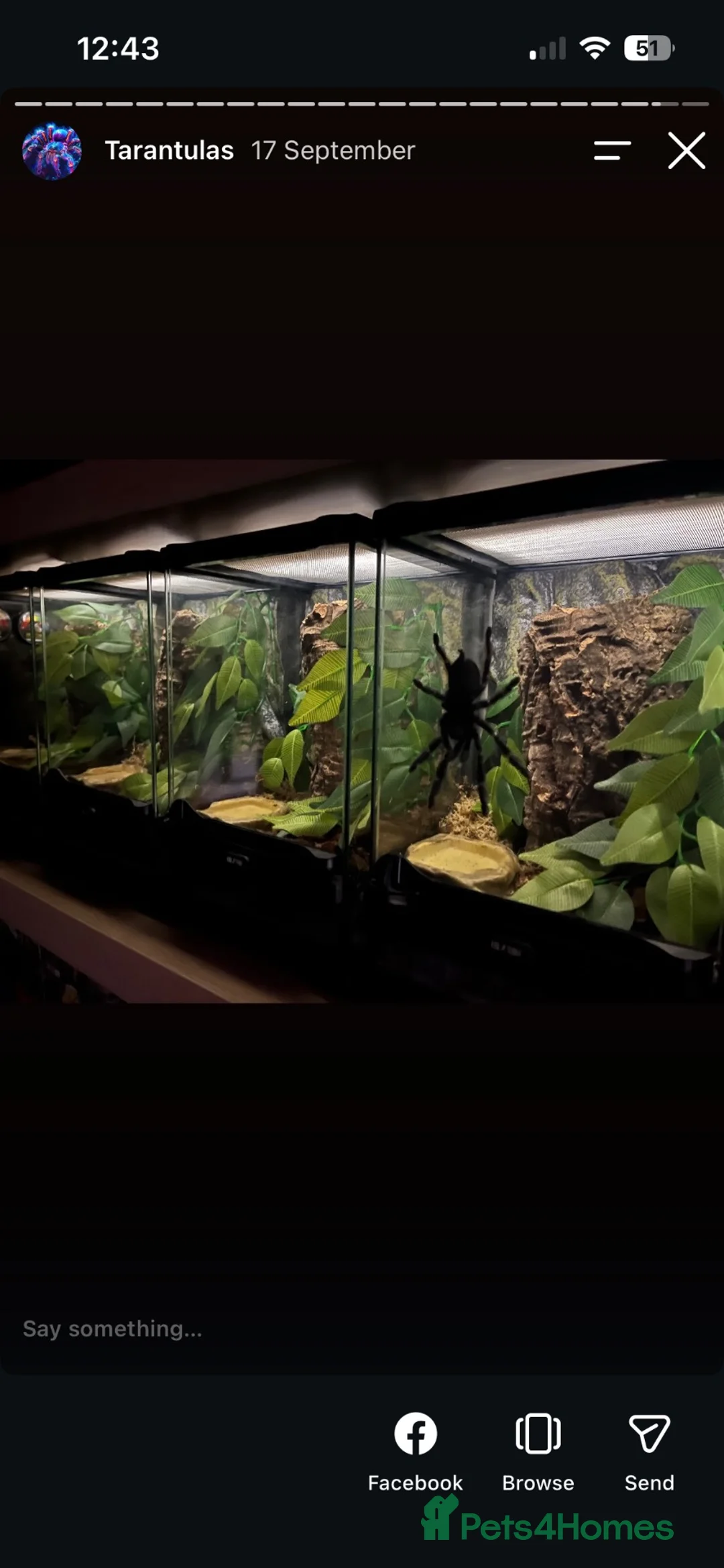 Tarantulas invertebrates for sale: 6 arboreal tarantulas and setups, poecilotheria  - Advert 4