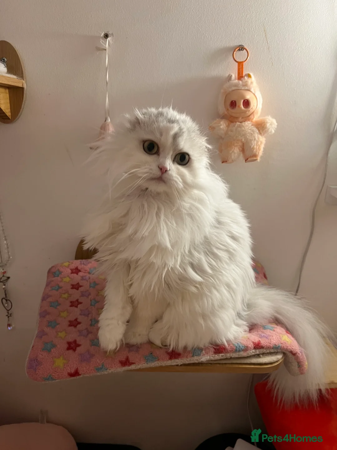 Scottish Fold cats for sale: Gorgeous Scottish Fold Girl - Advert 5