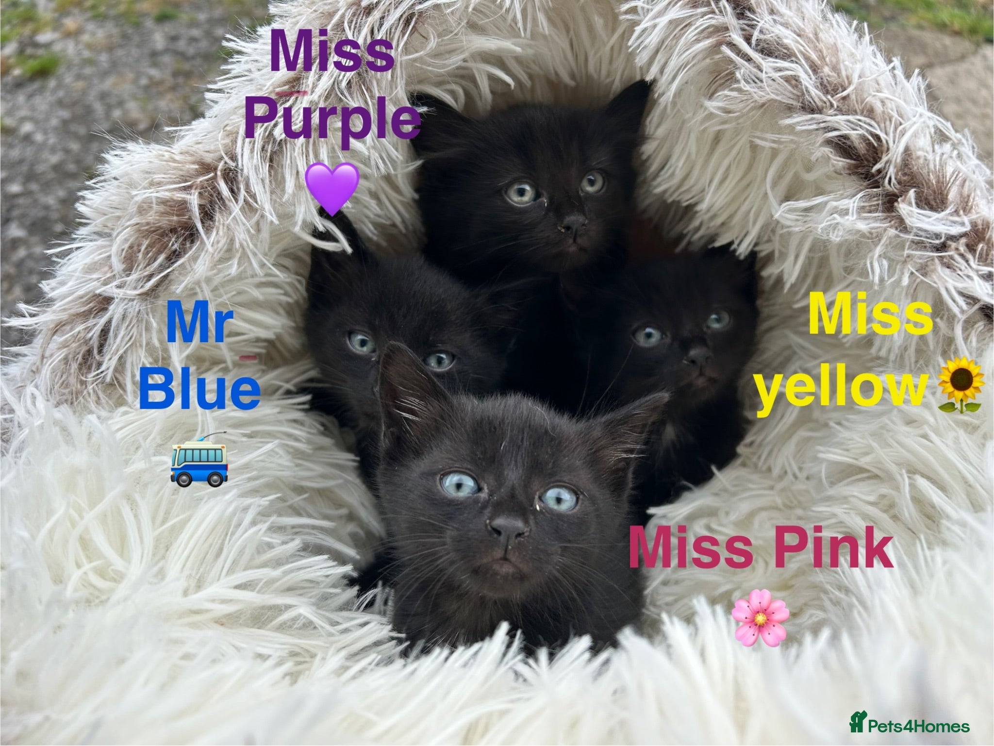 Domestic Shorthair cats ⭐️READY NOW!⭐️The Cutest Black DSH kittens 🐈‍⬛  - Advert 13