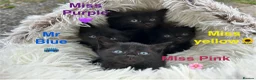 Domestic Shorthair cats for sale: ⭐️READY NOW!⭐️The Cutest Black DSH kittens 🐈‍⬛  - Advert 1
