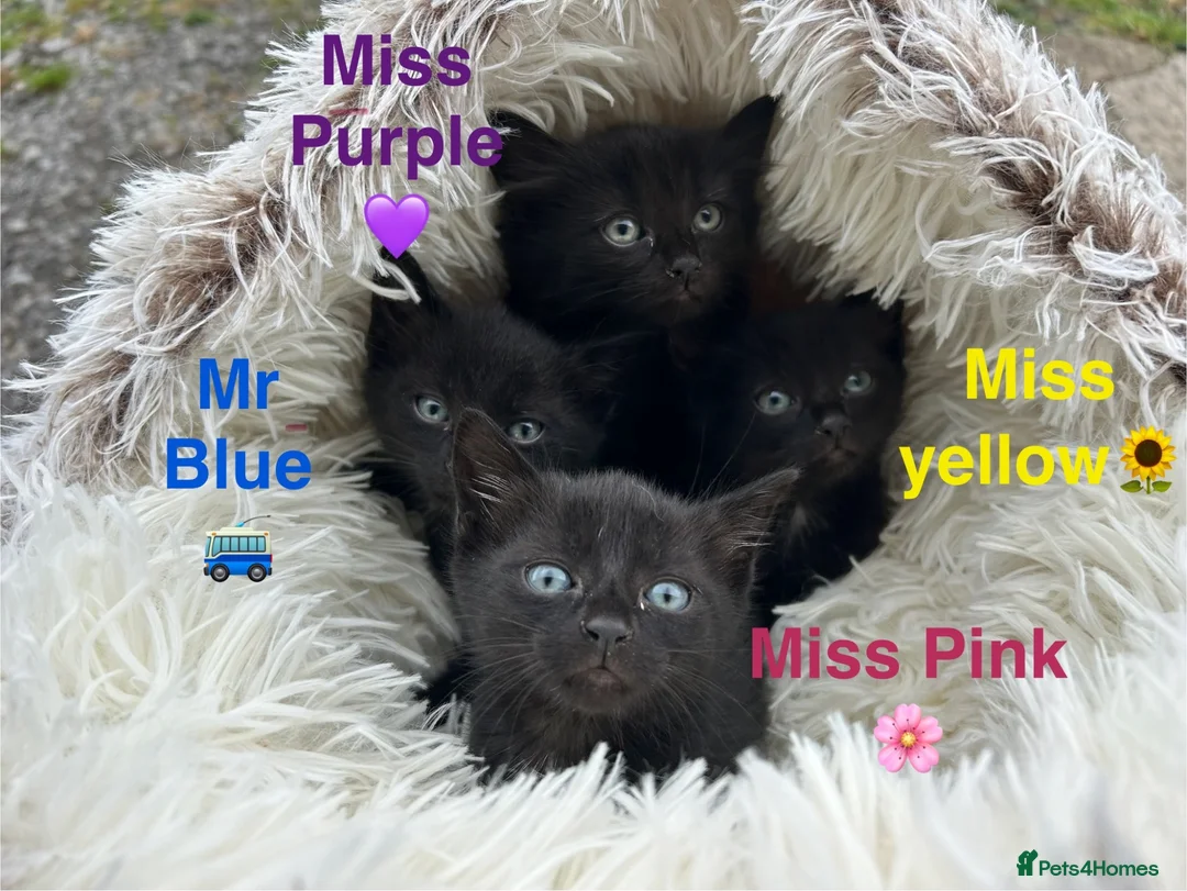 Domestic Shorthair cats for sale: ⭐️READY NOW!⭐️The Cutest Black DSH kittens 🐈‍⬛  - Advert 1