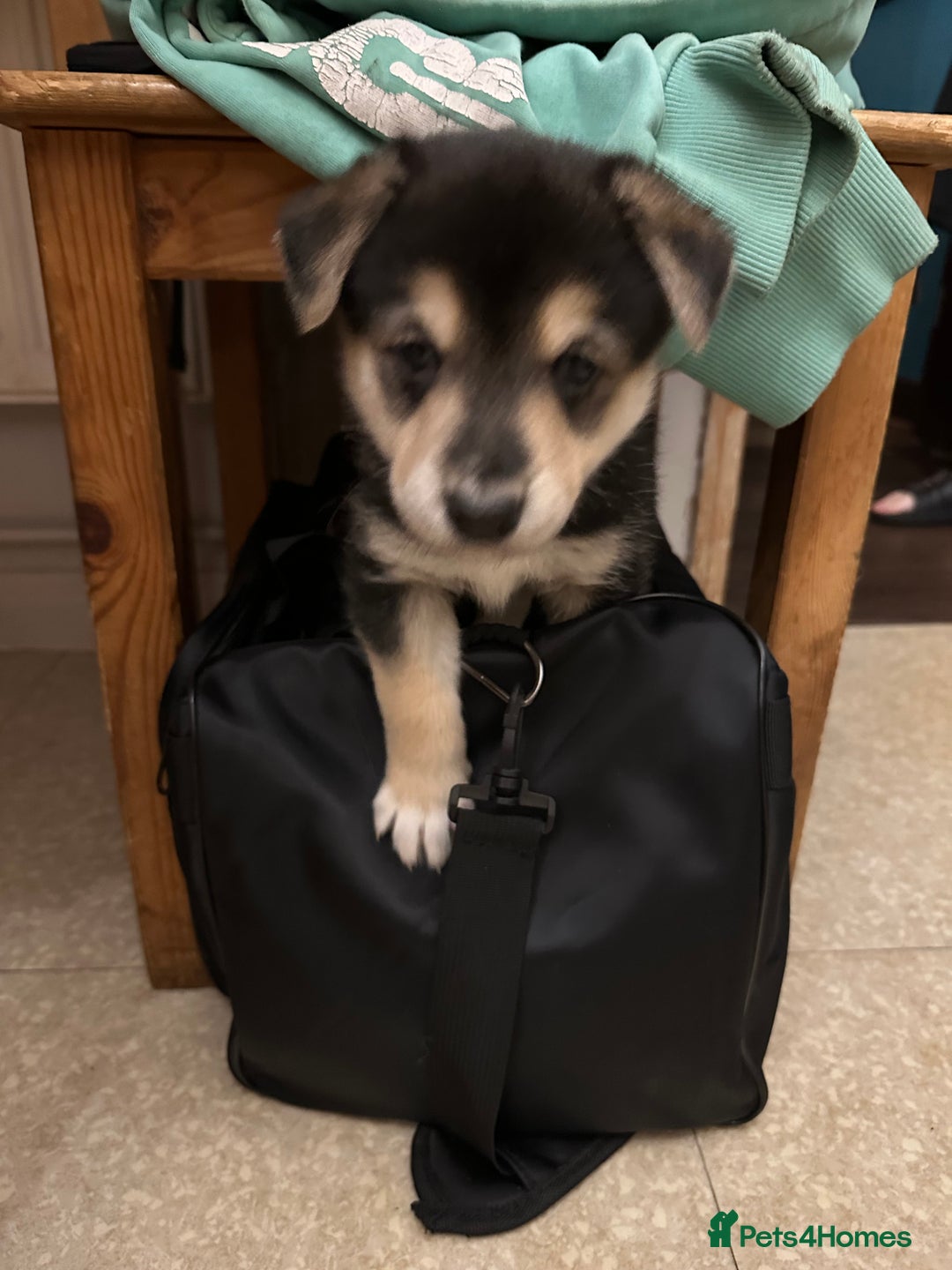 Mixed Breed dogs for sale: Gorgeous pups  - Advert 24