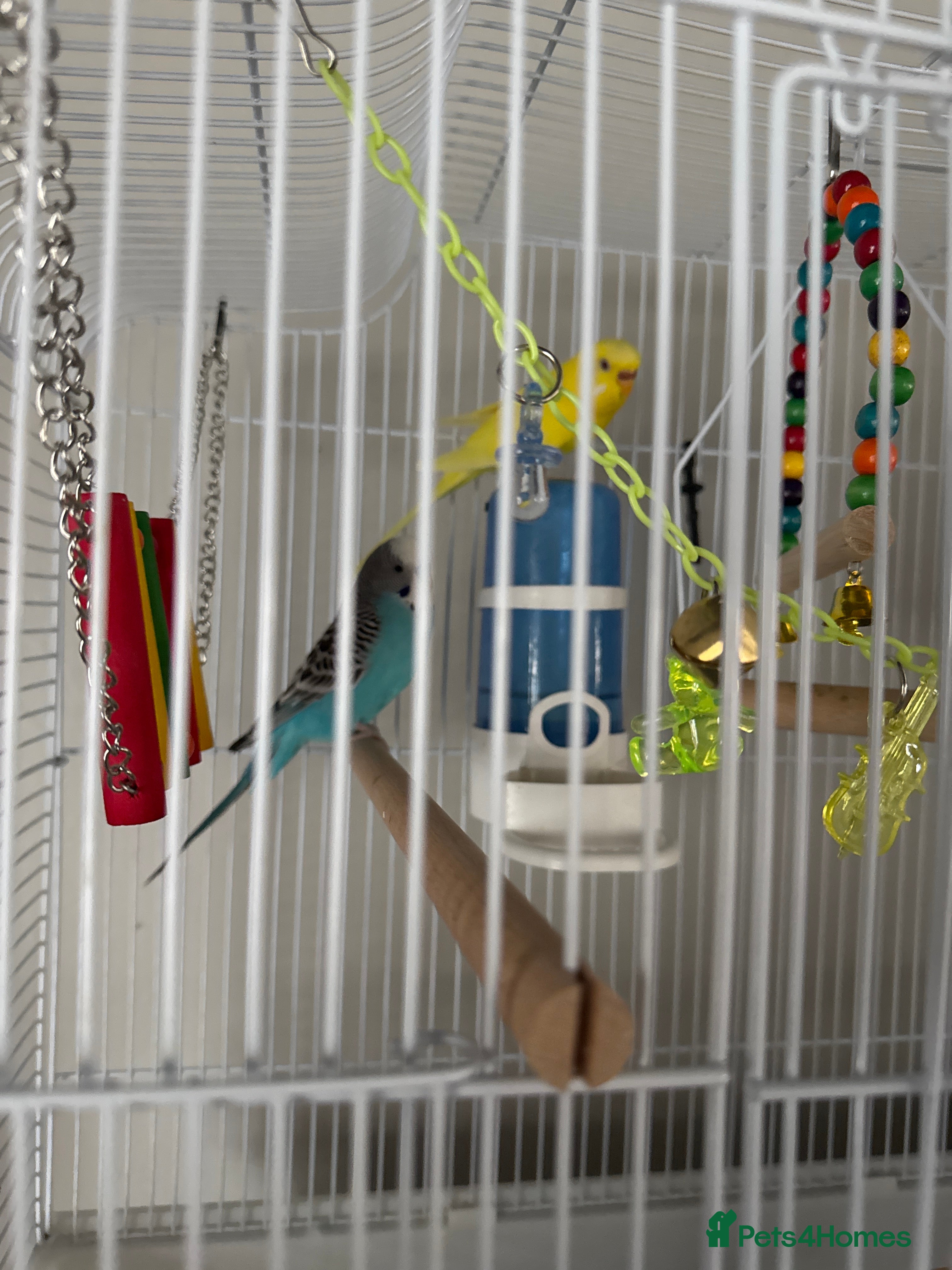 Budgerigars birds Budgies - Advert 2