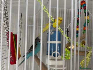 Budgerigars birds Budgies - Advert 2