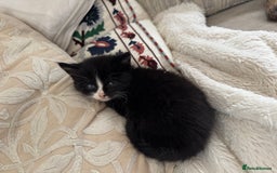 Mixed Breed cats for sale: Beautiful Maine Coone cross kittens  - Image 5