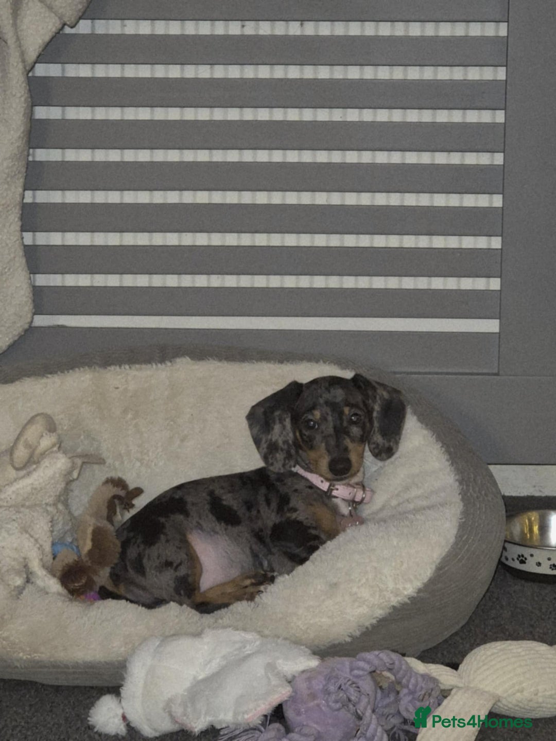 Dachshund dogs for sale: Dapple daschund - Advert 6