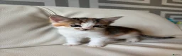 Mixed Breed cats for sale: 4 beautiful kittens  - Advert 9