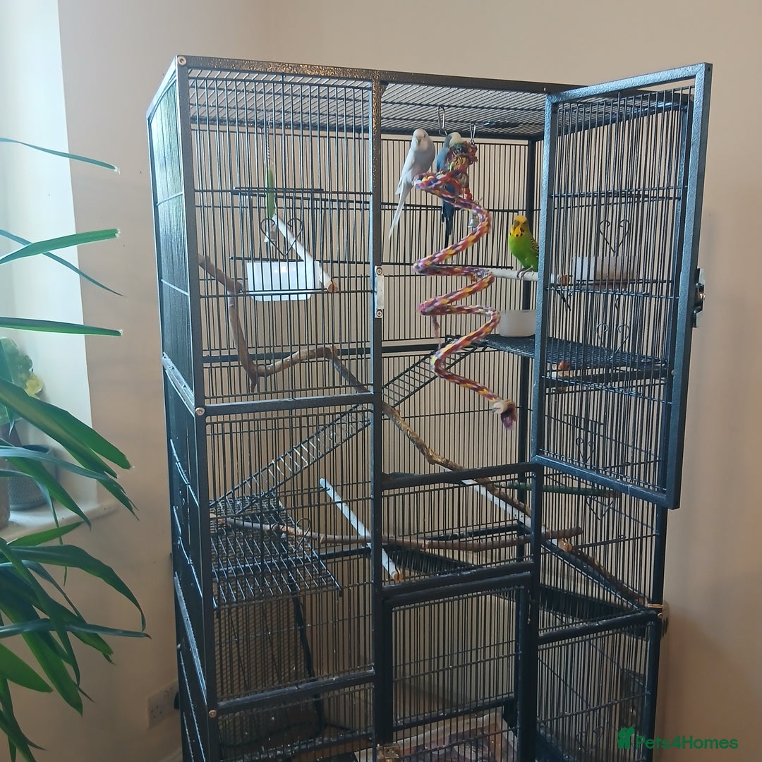 Budgerigars birds for sale: Bluey, Muffin, and Bingo - Advert 5