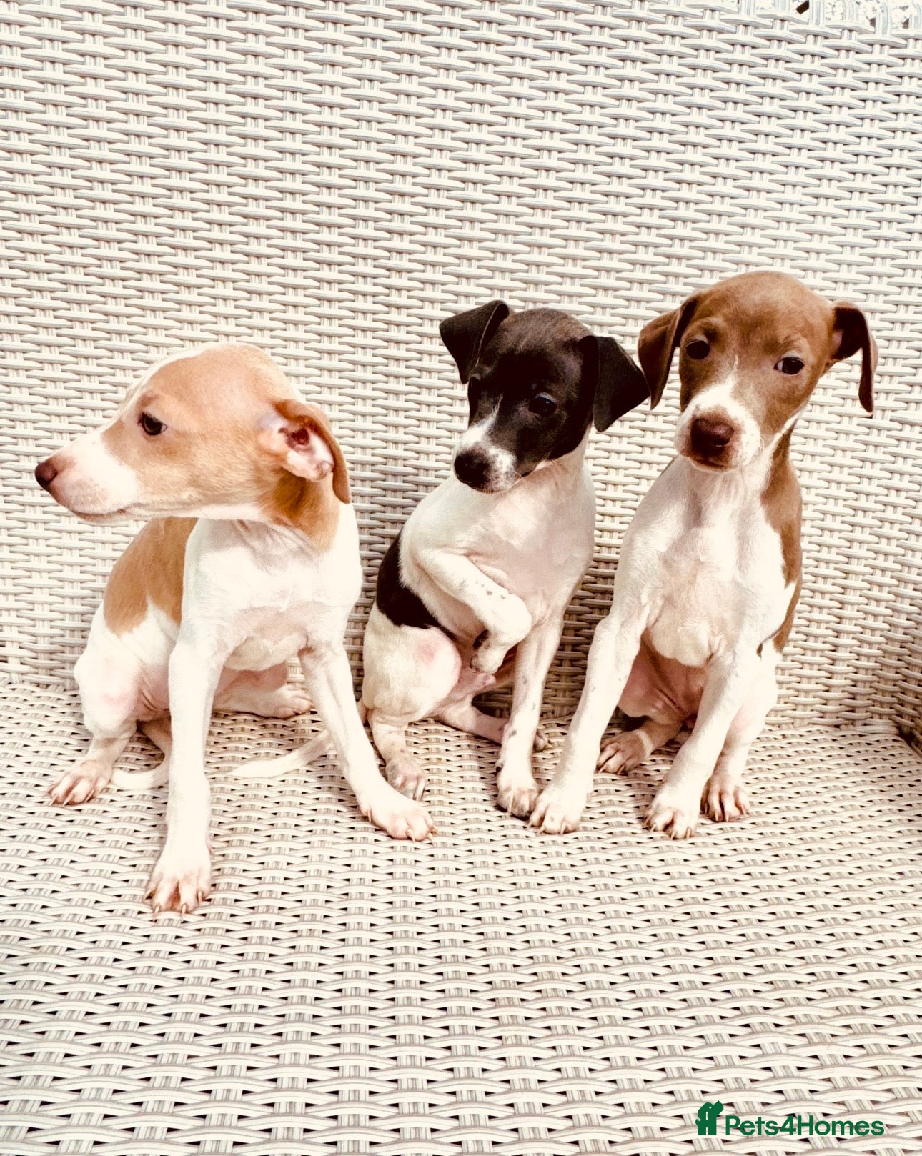 Italian Greyhound dogs Stunning Italian Greyhound Puppies - Advert 5