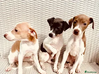 Italian Greyhound dogs Stunning Italian Greyhound Puppies - Advert 5