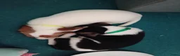 Jack Russell dogs for sale: Litter of 4 jack Russell puppies in Bolton - Advert 4