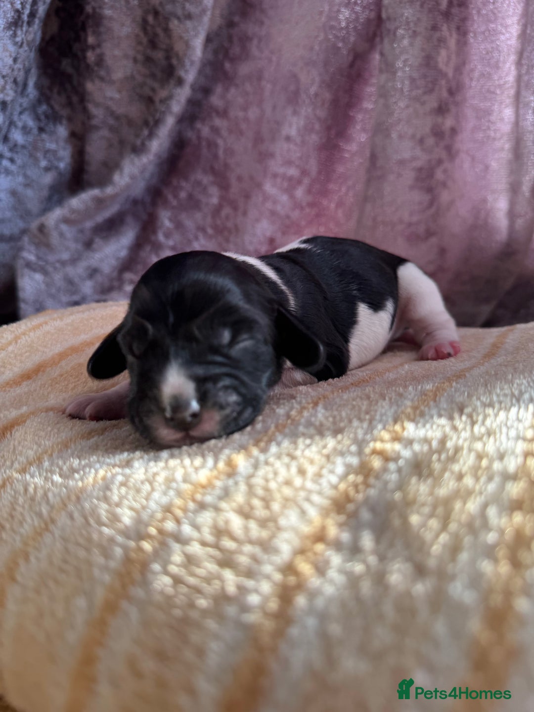 Cocker Spaniel dogs for sale: Show cocker spaniel puppies  - Advert 17