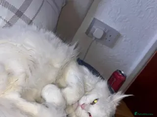 Mixed Breed cats Maine Coon Part Breds - Advert 5