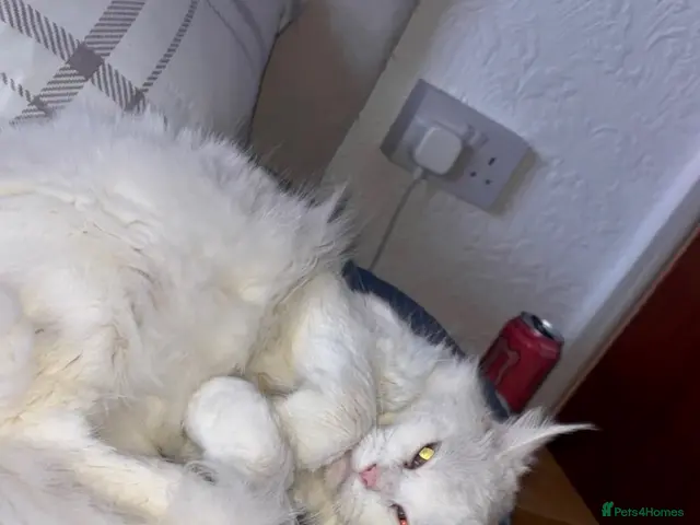 Mixed Breed cats **Maine Coon Mixed 3 Solid Black Boys Left** - Advert 14