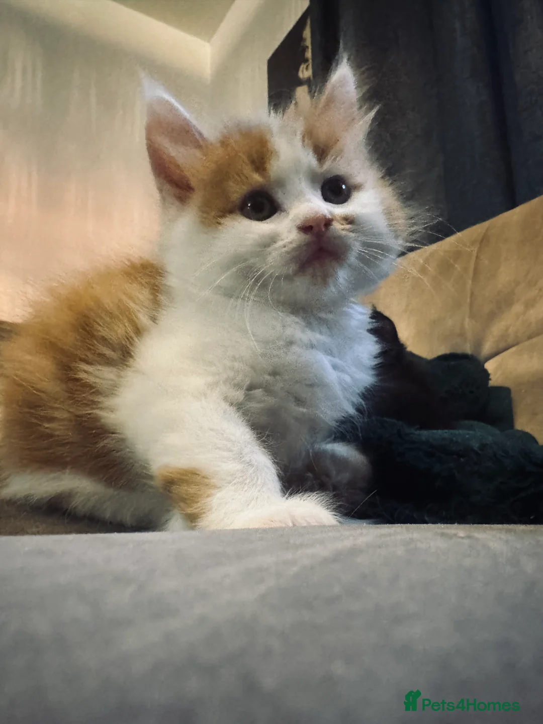 Mixed Breed cats for sale: Beautiful Maine Coon mix domestic cat kittens ❤️ - Advert 12