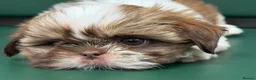 Shih Tzu dogs for sale: Highly Pedigreed Pure Breed Shih Tzu Puppies - Advert 7