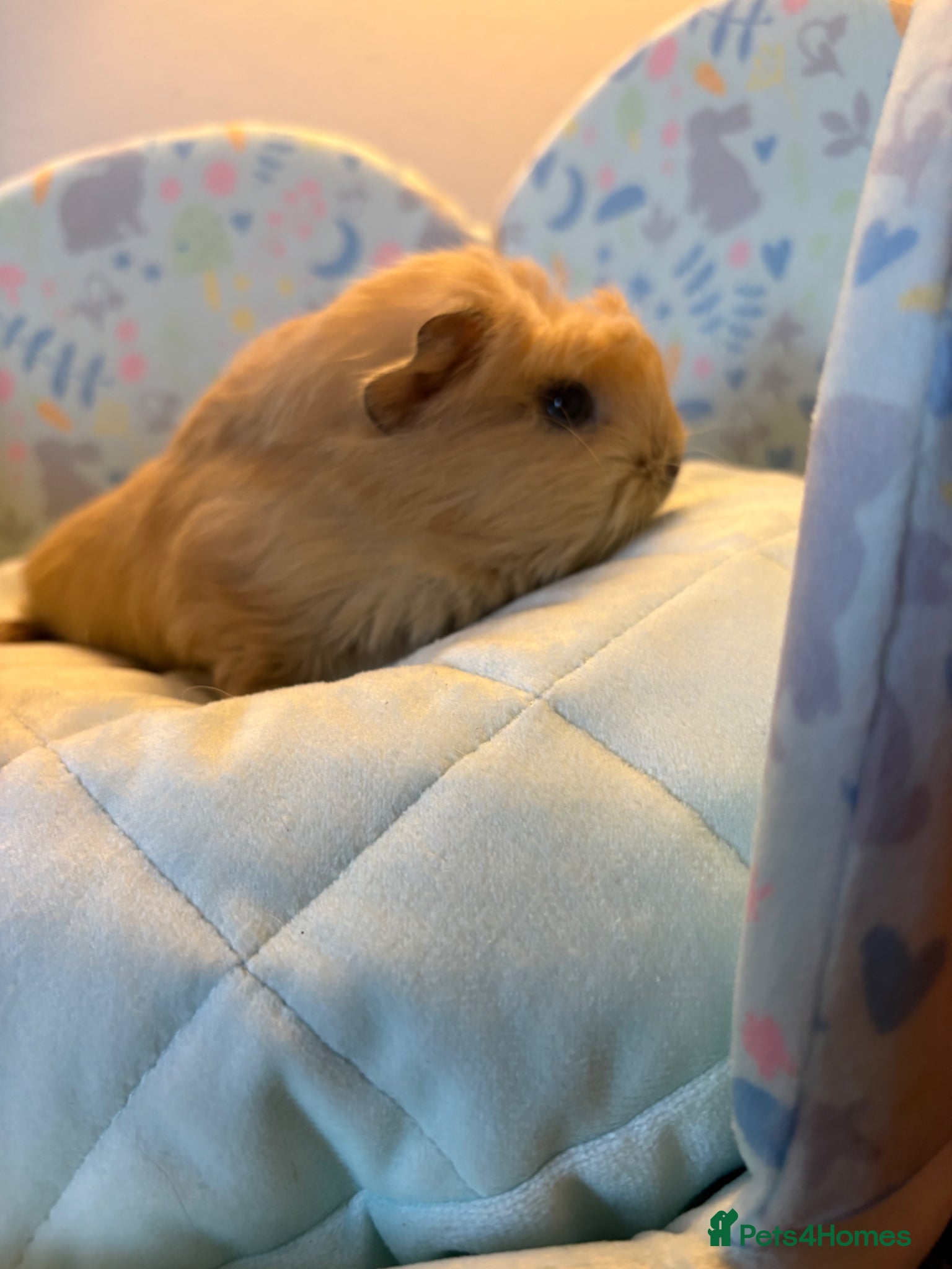 Guinea Pig rodents Beautiful baby boy for sale  - Advert 6