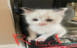 Ragdoll cats for sale: 6 Adorable Ragdoll kittens  - Image 2