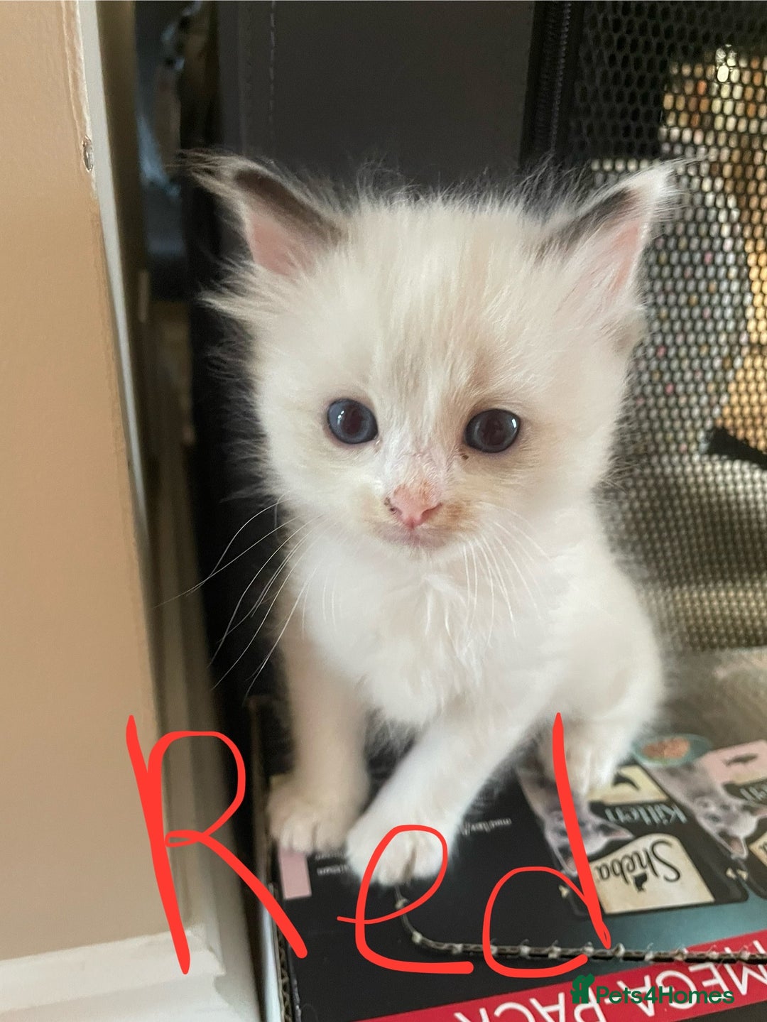 Ragdoll cats for sale: 6 Adorable Ragdoll kittens  - Image 2