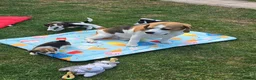 Beagle dogs for sale: Gorgeous KC reg puppies - Advert 28