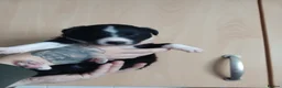 Border Collie dogs for sale: 1 beautiful boy left - Advert 19
