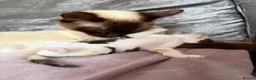 Mixed Breed cats for sale: Calico Beautiful-Mum Siamese Dad Ragdoll Bengal  - Advert 20