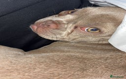 French Bulldog dogs for sale: 7.5 month old French bull dog - Image 3