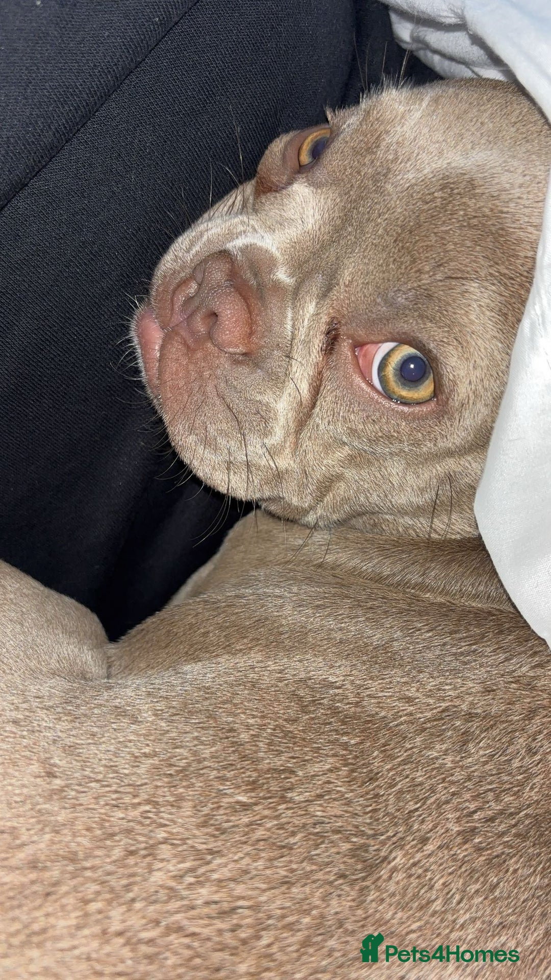 French Bulldog dogs for sale: 7.5 month old French bull dog - Image 3