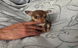Chihuahua dogs for sale: Smooth Chihuahua puppies  - Image 12