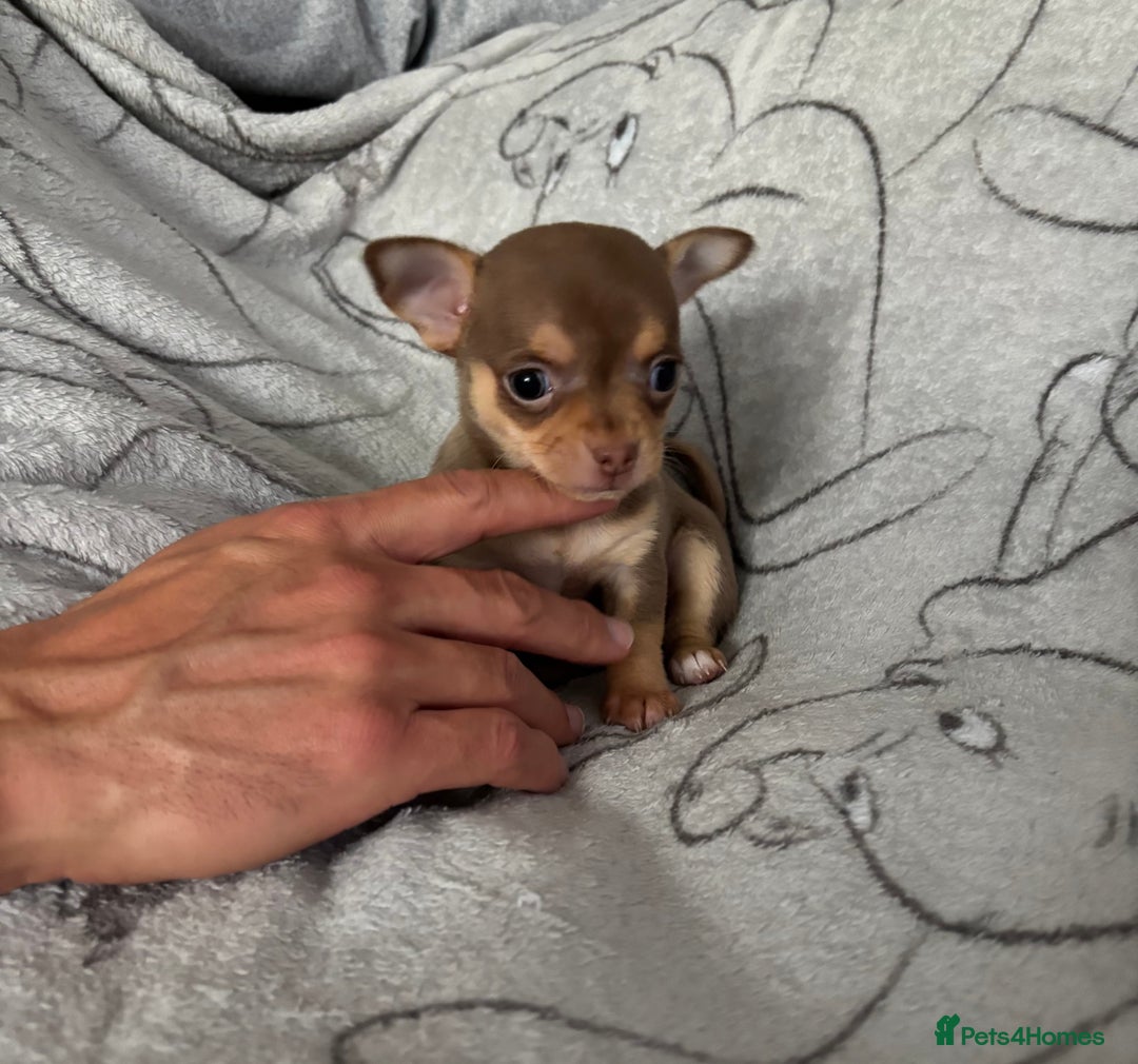 Chihuahua dogs for sale: Smooth Chihuahua puppies  - Image 12