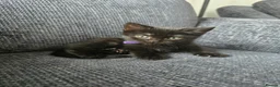 Mixed Breed cats for sale: 4 beautiful tabby and black kittens  in Birmingham - Advert 13