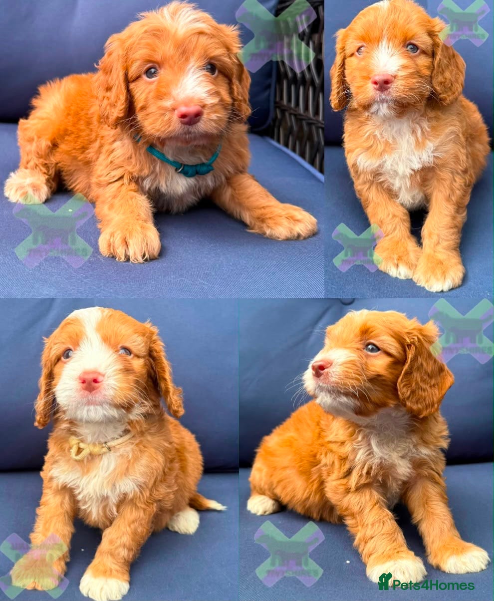 Cockapoo dogs F1 Apricots and fox reds mini cockapoos 30 dna clr - Advert 1